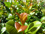 Lilly Pilly Syzygium Australe "Select"