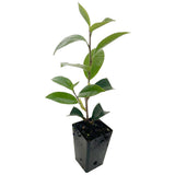 Camellia Sasanqua Jennifer Susan