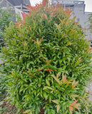 Water Gum - Tristaniopsis laurina