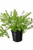 Coastal Rosemary - Westringia Fruticosa 140mm pot