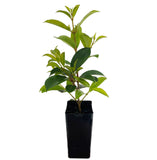 Lilly Pilly Syzygium Australe "Select"