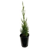 Italian Pencil Pine - Cupressus Sempervirens Glauca