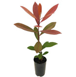 Water Gum - Tristaniopsis laurina
