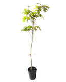 Japanese Maple - Acer Palmatum