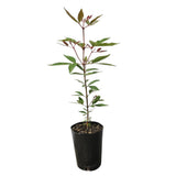 NSW Christmas Bush - Ceratopetalum gummiferum