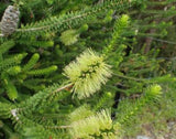 Melaleuca Diosmifolia - Green honey myrtle.