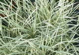 Mondo Grass Variegated - Ophiopogon japonicus ‘Variegata’