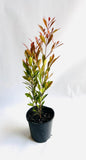 Lilly Pilly - Acmena Smithii - 140mm Pot END OF BATCH / IMPERFECT STOCK.