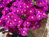 Pigface Magenta - Mesembryanthemum