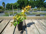 Golden Abelia - Abelia Francis Mason