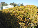 Golden Abelia - Abelia Francis Mason