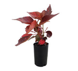 Fiji fire plant  - Acalypha wilkesiana 'Mosaica'