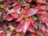 Fiji fire plant  - Acalypha wilkesiana 'Mosaica'