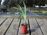 Agapanthus Baby Blue