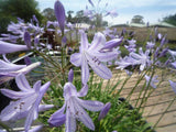 Agapanthus Baby Blue