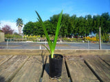Agapanthus Blue