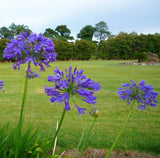 Agapanthus Blue