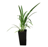 Agapanthus Dwarf Blue - Streamline