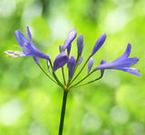 Agapanthus Dwarf Blue - Streamline