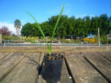 Agapanthus White