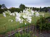 Agapanthus White