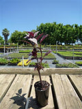 Purple Knight - Alternanthera Dentata