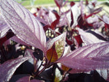 Purple Knight - Alternanthera Dentata