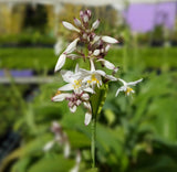 Arthropodium cirratum Matapouri Bay