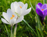 Autumn Crocus - Colchicum autumnale