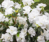 Azalea indica - Brides Bouquet