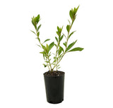 Azalea Indica Splendens Pink