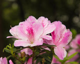 Azalea Indica Splendens Pink