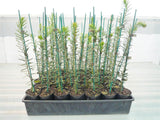 Heath Leaf Banksia - Banksia Ericifolia