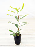Coast Banksia Integrifolia