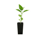 Basil Sweet Italian