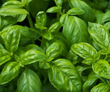 Basil Sweet Italian