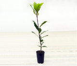Bay Laurel - Laurus Nobilis