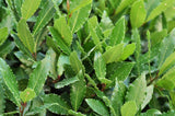 Bay Laurel - Laurus Nobilis