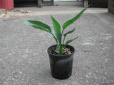Bird of Paradise - Strelitzia Reginae
