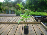 Black Passionfruit - Passiflora Edulis