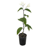 Bleeding Heart Vine - Clerodendrum thomsoniae