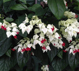 Bleeding Heart Vine - Clerodendrum thomsoniae