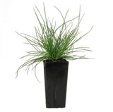 Blue Fescue Grass - Festuca glauca