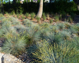 Blue Fescue Grass - Festuca glauca