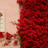 Bougainvillea Scarlet O Hara