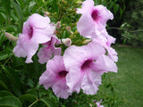 Bower of Beauty - Pandorea Jasminoides