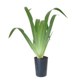 Brizilian Walking Iris - Neomarica gracilis