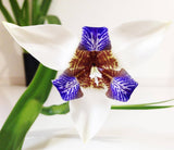 Brizilian Walking Iris - Neomarica gracilis