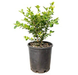 Japanese Box - Buxus Microphylla Japonica - 140mm pot