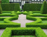 Japanese Box - Buxus Microphylla Japonica - 140mm pot